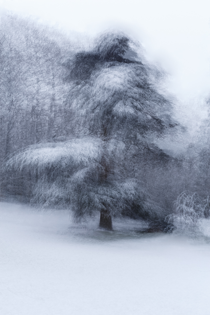 81-2304-spar in de sneeuw.jpg
